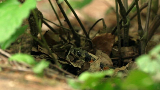 자연 서식지에서의 뱀