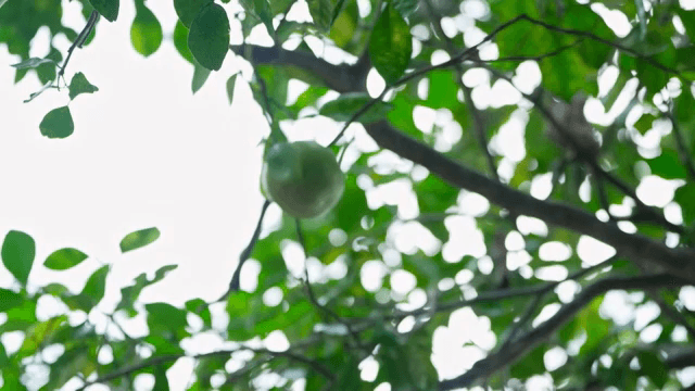 나무에서 과일을 따는 사람