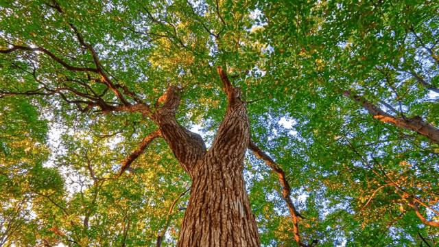 Tall tree with lush green leaves