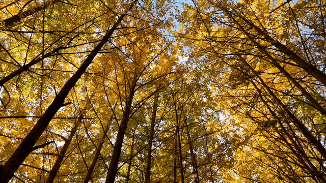 숲 속의 황금빛 가을 잎사귀
