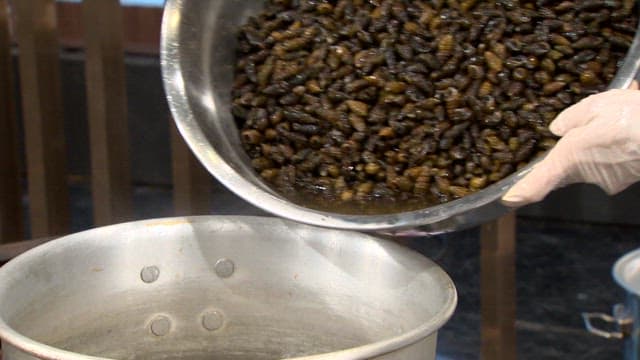 Marsh snails being poured into boiling water