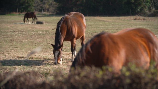 Horses grazing peacefully in a vast field on a sunny day