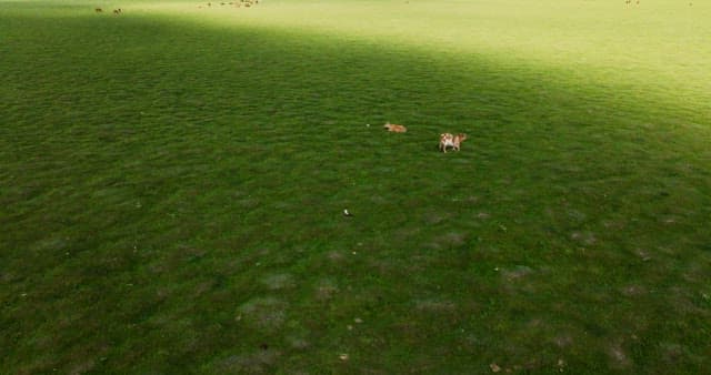 Cows grazing peacefully on a vast green field