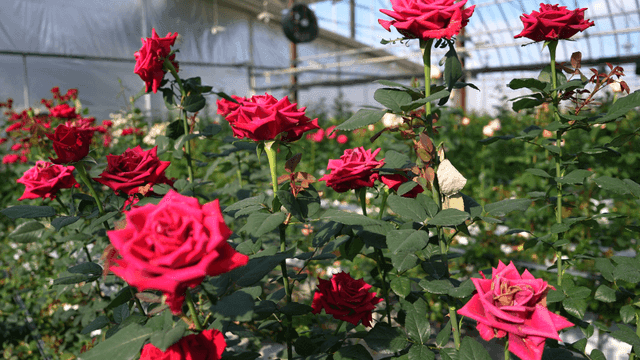 Pink roses entering greenhouse