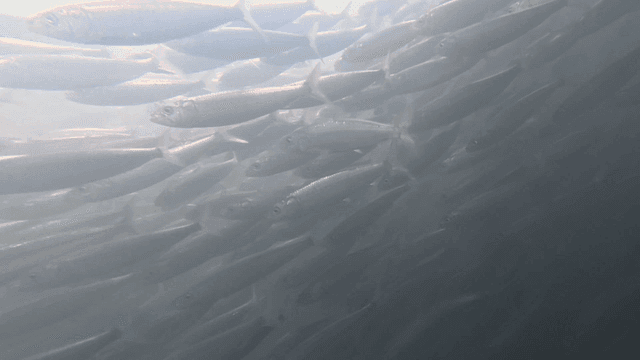 Shoal of fish swimming underwater