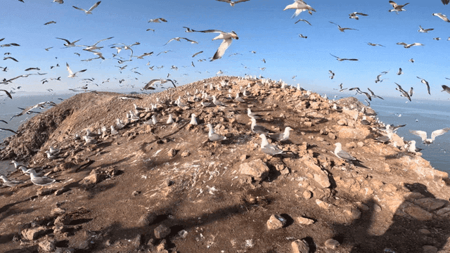 Seagulls flying over a rocky coastal area