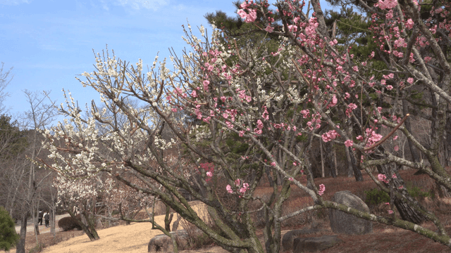 Blooming cherry blossoms in a park