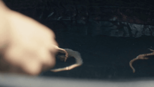 어두운 물탱크에서 수영하는 도마뱀들