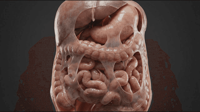 Detailed view of human internal organs