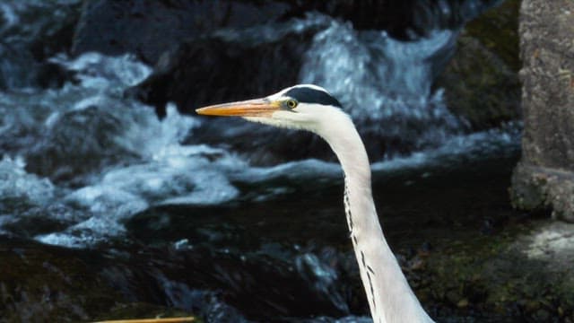 Heron standing calmly by a flowing stream