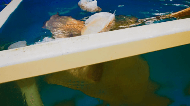 수조에서 그물로 잡히는 물고기