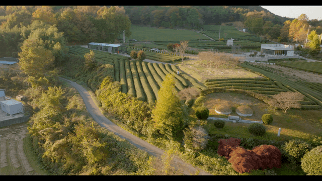 넓은 녹차 농장이 있는 시골