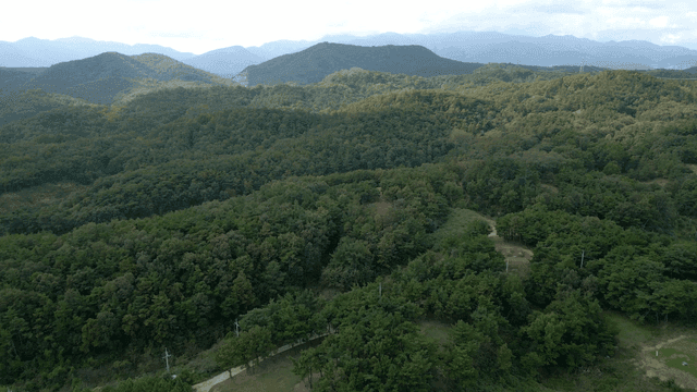 Lush green forest with distant mountains