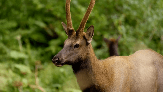 푸른 숲에 서 있는 사슴