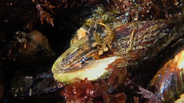 채취된 홍합 껍질의 세세한 표면