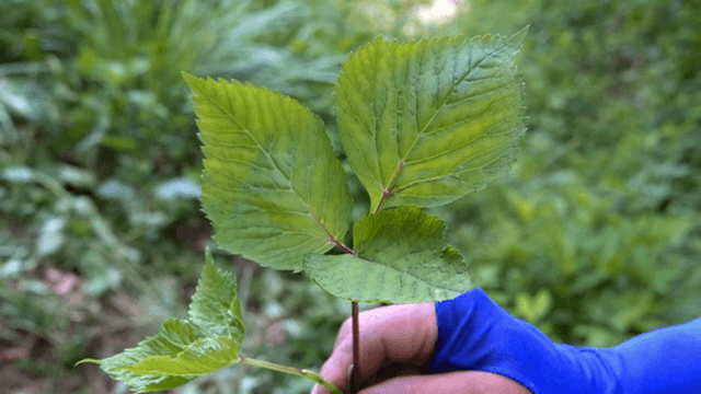 숲에서 참나물을 들고 있는 손