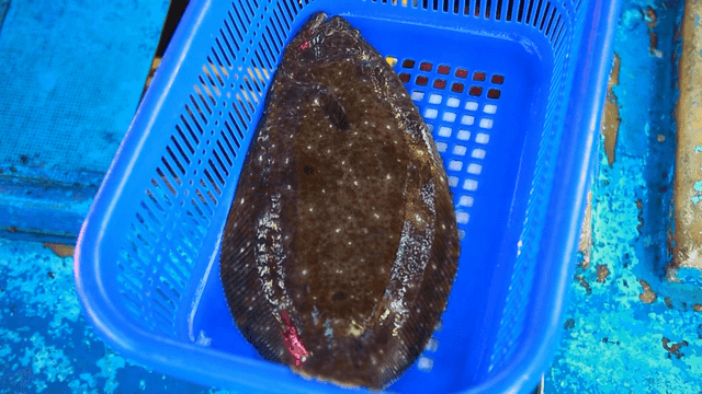 Halibut in blue basket on boat