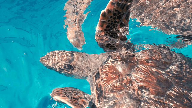Sea turtles swimming in clear blue water