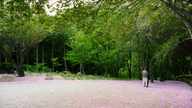 Couple walking on a path covered with pink petals