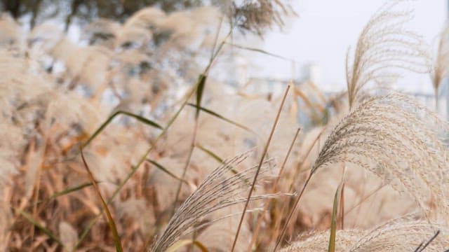 바람에 흔들리는 억새풀