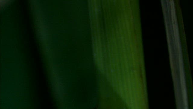 녹색 이파리 위에 붙은 우렁이 알