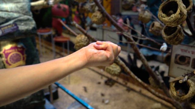 Birds eating feed from a person's hand