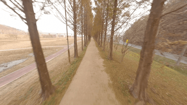 A long path lined with tall trees