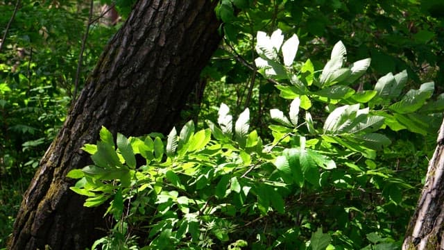 Bright green leaves under sunlight in the dense forest