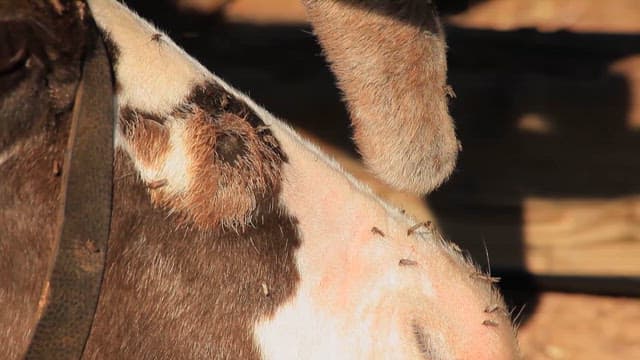 가축화된 순록이 앉아 쉬고 있는 모습