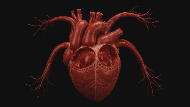 Detailed view of a human heart model