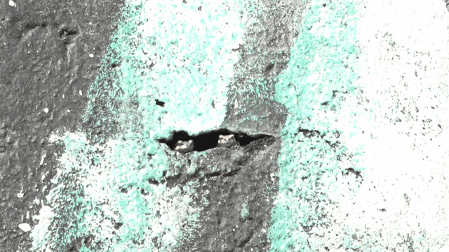 Small frogs in cracks in wall