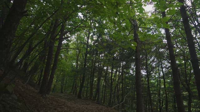 Serene Walk Through a Dense Forest Trail