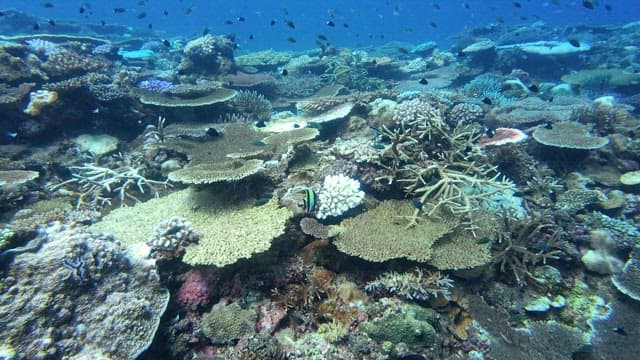 Vibrant coral reef teeming with fish