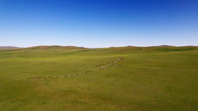 Herd Crossing Vast Green Plains Under Blue Skies