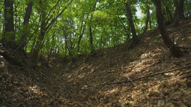 평화로운 숲속 길을 둘러싼 싱그러운 녹음