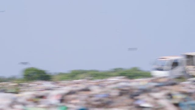 Elephants scavenging in a large garbage dump on a sunny day