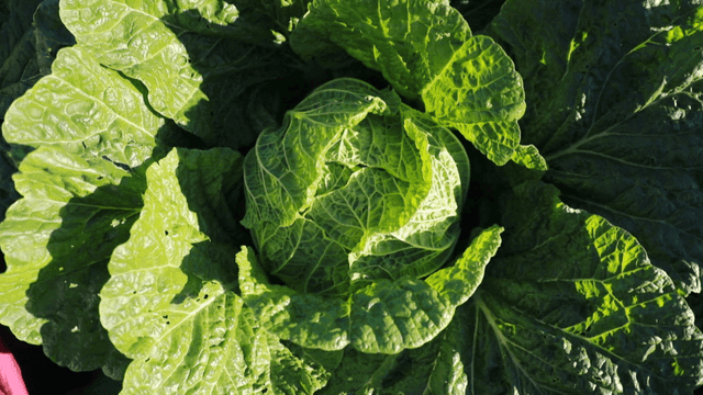 Fresh green cabbage in a sunny field