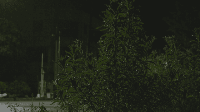Plants glistening with raindrops under night light