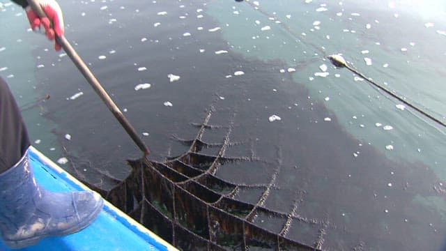 바다 위에 있는 해조류 양식장