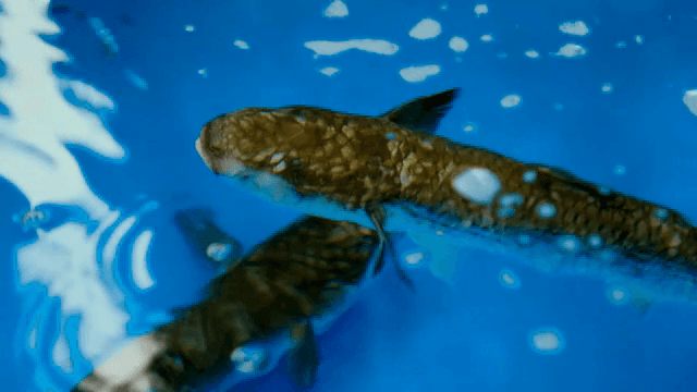 Fish swimming in a clear aquarium