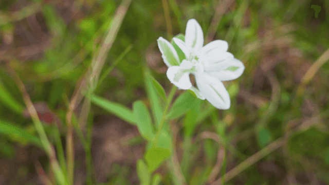 풀밭에 피어있는 하얀 꽃