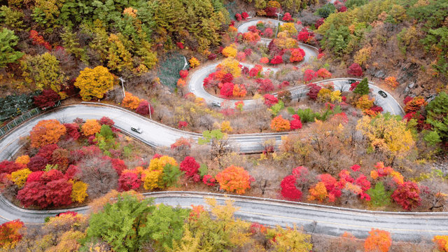 Road with autumn foliage