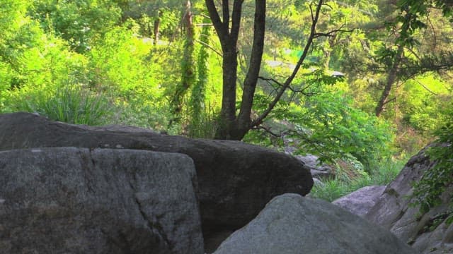 햇빛이 비치는 숲 속의 바위