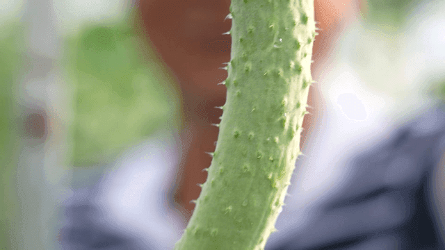 Close-up of fresh green cucumber