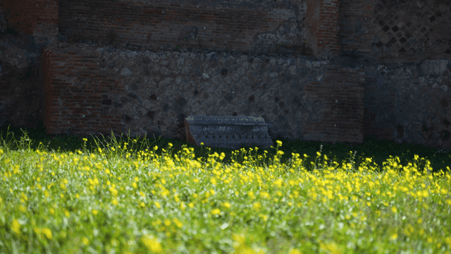 A field of yellow flowers in bloom