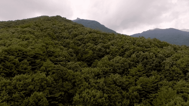 구름 낀 하늘 아래 푸른 숲