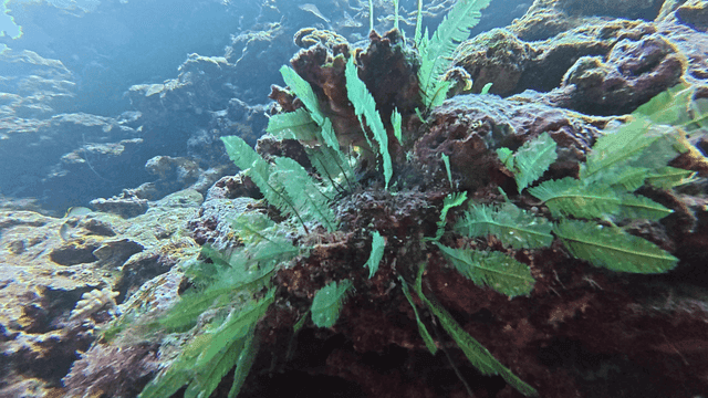 Underwater coral reef with vibrant plants