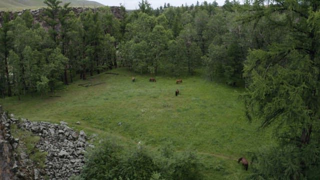 Horses Grazing in a Green Woodland Clearing