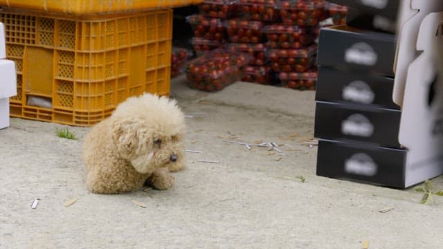 Small poodle dog resting next to crates of tomatoes in a produce warehouse