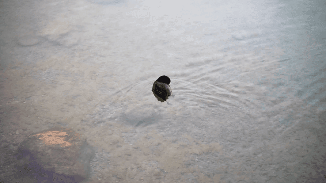 Fuck swimming in clear shallow water